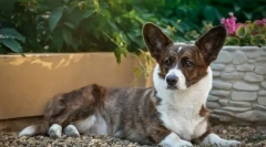 Велш корджикарджиган